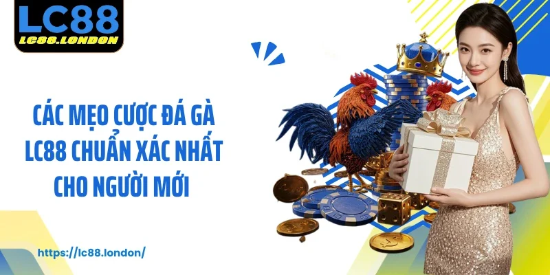 Các mẹo cược đá gà LC88 chuẩn xác nhất cho người mới