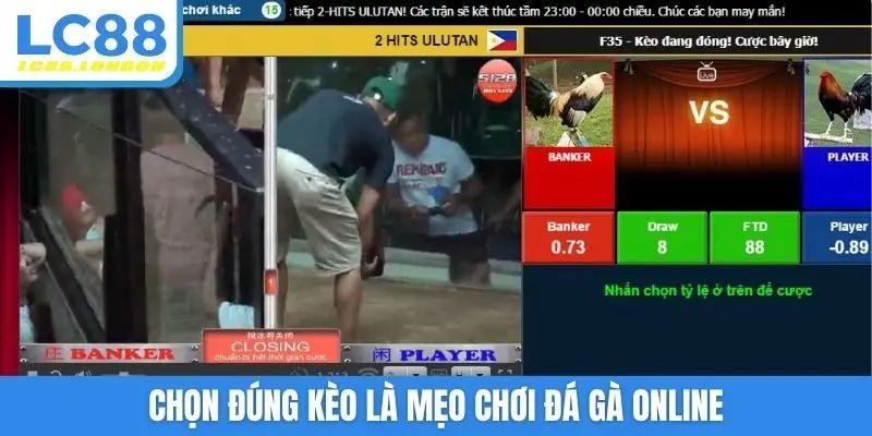 Chọn đúng kèo là mẹo chơi đá gà online