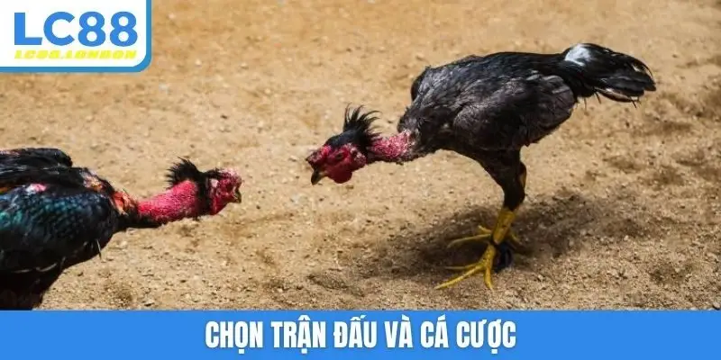 Chọn trận đấu và cá cược