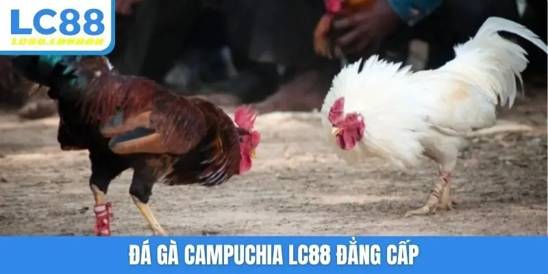 Đá gà Campuchia LC88 đẳng cấp