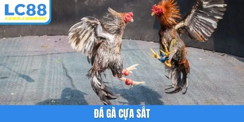 Đá gà cựa sắt