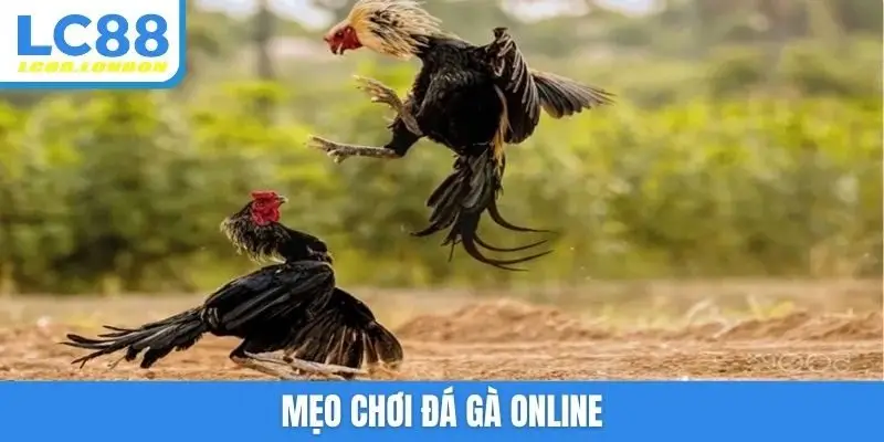 mẹo chơi đá gà online