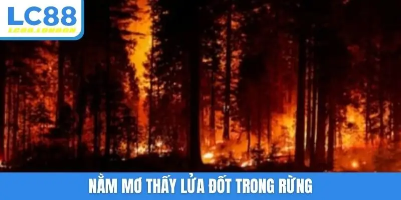 Nằm mơ thấy lửa đốt trong rừng