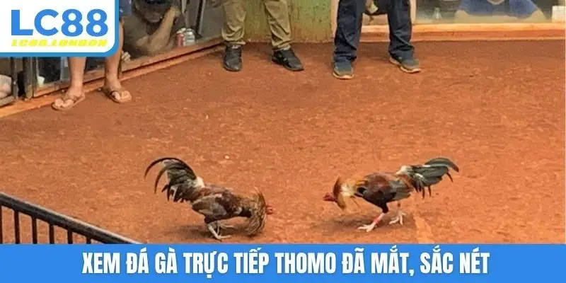 Xem đá gà trực tiếp Thomo đã mắt, sắc nét